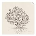 Picture of Coral Sketch I _GroupedProduct_Square_Unframed_Print_Only_