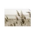 Picture of Windy Whisps _GroupedProduct_Rectangle_Landscape_Photography _GroupedProduct_Rectangle_Landscape_Unframed_Print_Only_