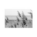 Picture of Windy Whisps _GroupedProduct_Rectangle_Landscape_Photography _GroupedProduct_Rectangle_Landscape_Unframed_Print_Only_