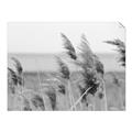 Picture of Windy Whisps _GroupedProduct_Rectangle_Landscape_Photography _GroupedProduct_Rectangle_Landscape_Unframed_Print_Only_