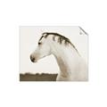 Picture of White Beauty _GroupedProduct_Rectangle_Landscape_Photography _GroupedProduct_Rectangle_Landscape_Unframed_Print_Only_