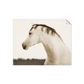 Picture of White Beauty _GroupedProduct_Rectangle_Landscape_Photography _GroupedProduct_Rectangle_Landscape_Unframed_Print_Only_