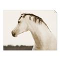 Picture of White Beauty _GroupedProduct_Rectangle_Landscape_Photography _GroupedProduct_Rectangle_Landscape_Unframed_Print_Only_