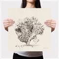 Picture of Coral Sketch II _GroupedProduct_Square_Canvas_