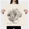 Picture of Coral Sketch II _GroupedProduct_Square_Canvas_