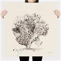 Picture of Coral Sketch II _GroupedProduct_Square_Canvas_