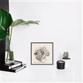 Picture of Coral Sketch II _GroupedProduct_Square_Canvas_Framed_