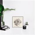 Picture of Coral Sketch II _GroupedProduct_Square_Canvas_Framed_