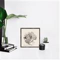 Picture of Coral Sketch II _GroupedProduct_Square_Canvas_Framed_