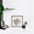 Picture of Coral Sketch II _GroupedProduct_Square_Canvas_Framed_