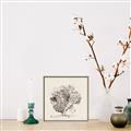 Picture of Coral Sketch II _GroupedProduct_Square_Canvas_Framed_