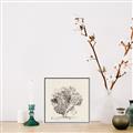 Picture of Coral Sketch II _GroupedProduct_Square_Canvas_Framed_