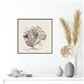 Picture of Coral Sketch II _GroupedProduct_Square_Canvas_Framed_
