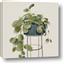 Picture of Plant in Black Pot II