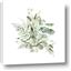 Picture of Botanical Burst II