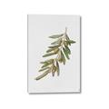 Picture of Olive Branch _GroupedProduct_Rectangle_Portrait_Canvas_