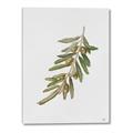 Picture of Olive Branch _GroupedProduct_Rectangle_Portrait_Canvas_