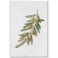 Picture of Olive Branch _GroupedProduct_Rectangle_Portrait_Canvas_