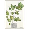 Picture of Golden Greens I _GroupedProduct_Rectangle_Portrait_Canvas_Framed_