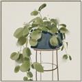 Picture of Plant in Black Pot II _GroupedProduct_Square_Canvas_Framed_