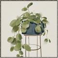 Picture of Plant in Black Pot II _GroupedProduct_Square_Canvas_Framed_