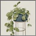 Picture of Plant in Black Pot II _GroupedProduct_Square_Canvas_Framed_
