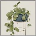 Picture of Plant in Black Pot II _GroupedProduct_Square_Canvas_Framed_