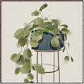 Picture of Plant in Black Pot II _GroupedProduct_Square_Canvas_Framed_