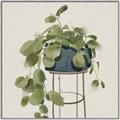 Picture of Plant in Black Pot II _GroupedProduct_Square_Canvas_Framed_