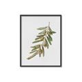 Picture of Olive Branch _GroupedProduct_Rectangle_Portrait_Canvas_Framed_