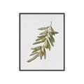 Picture of Olive Branch _GroupedProduct_Rectangle_Portrait_Canvas_Framed_