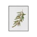 Picture of Olive Branch _GroupedProduct_Rectangle_Portrait_Canvas_Framed_