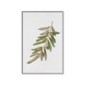 Picture of Olive Branch _GroupedProduct_Rectangle_Portrait_Canvas_Framed_