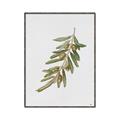 Picture of Olive Branch _GroupedProduct_Rectangle_Portrait_Canvas_Framed_