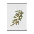 Picture of Olive Branch _GroupedProduct_Rectangle_Portrait_Canvas_Framed_