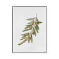 Picture of Olive Branch _GroupedProduct_Rectangle_Portrait_Canvas_Framed_