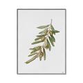 Picture of Olive Branch _GroupedProduct_Rectangle_Portrait_Canvas_Framed_