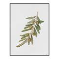Picture of Olive Branch _GroupedProduct_Rectangle_Portrait_Canvas_Framed_
