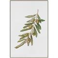 Picture of Olive Branch _GroupedProduct_Rectangle_Portrait_Canvas_Framed_
