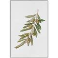 Picture of Olive Branch _GroupedProduct_Rectangle_Portrait_Canvas_Framed_