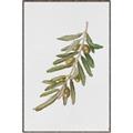 Picture of Olive Branch _GroupedProduct_Rectangle_Portrait_Canvas_Framed_