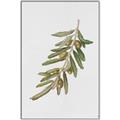 Picture of Olive Branch _GroupedProduct_Rectangle_Portrait_Canvas_Framed_