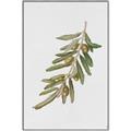 Picture of Olive Branch _GroupedProduct_Rectangle_Portrait_Canvas_Framed_