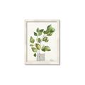 Picture of Golden Greens I _GroupedProduct_Rectangle_Portrait_Framed_Matted_