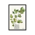 Picture of Golden Greens I _GroupedProduct_Rectangle_Portrait_Framed_Matted_