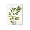 Picture of Golden Greens I _GroupedProduct_Rectangle_Portrait_Framed_Matted_