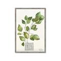 Picture of Golden Greens I _GroupedProduct_Rectangle_Portrait_Framed_Matted_