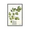 Picture of Golden Greens I _GroupedProduct_Rectangle_Portrait_Framed_Matted_
