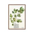 Picture of Golden Greens I _GroupedProduct_Rectangle_Portrait_Framed_Matted_