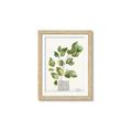 Picture of Golden Greens I _GroupedProduct_Rectangle_Portrait_Framed_Matted_